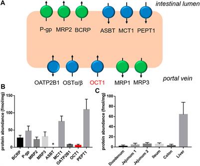 Organic Cation Transporter 1 an Intestinal Uptake Transporter: Fact or Fiction?